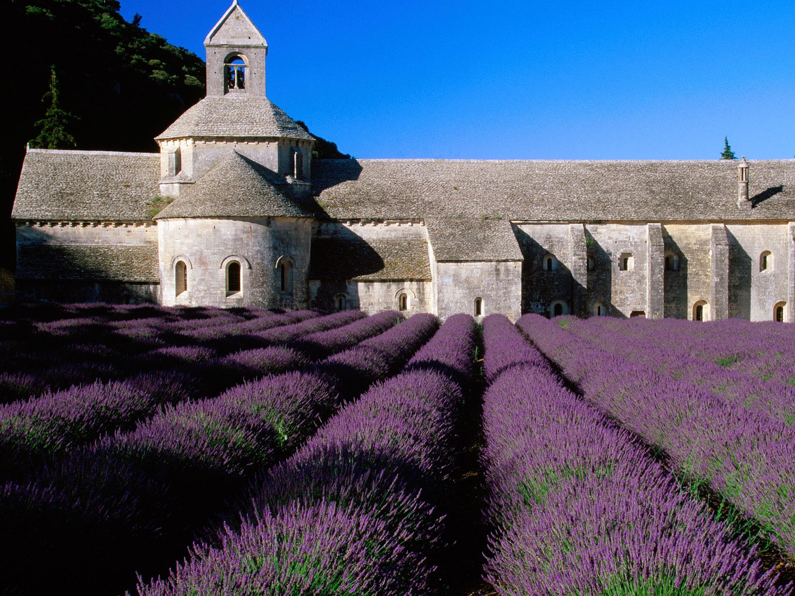 Lavender Field Abbey of Senanque Near Gordes Provence France