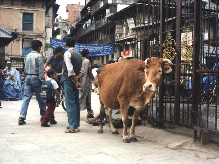 nepal kathmandu photo