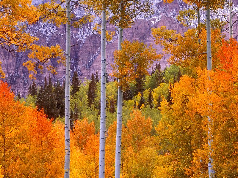Fall Aspens Cimarron Road Colorado