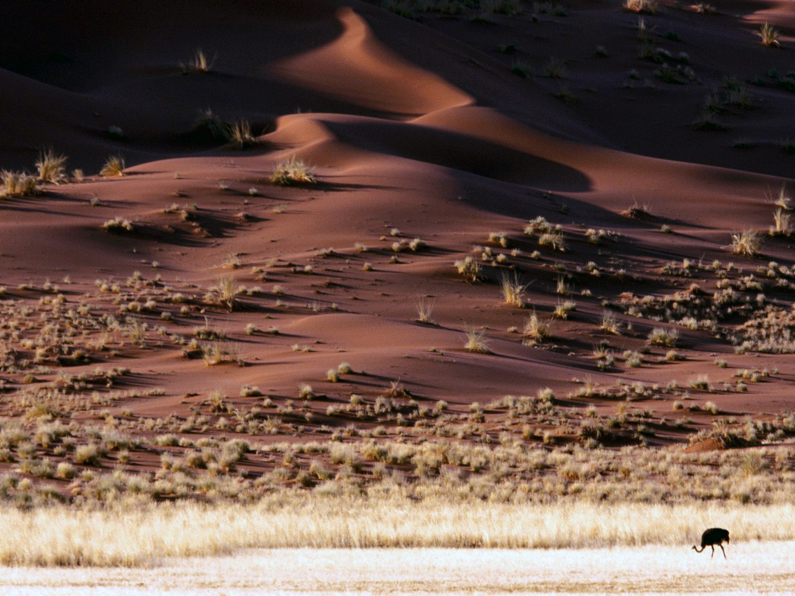 Rising Sands Namib Desert Namibia Africa