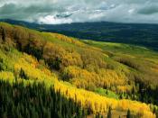 Aspen Forest in Early Fall Ohio Pass Gunnison National Forest Colorado