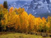 Fall in the High Country Colorado