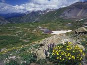 Snow Cinquefoil and Colorado Columbine Mount Sneffels Wilderness Colorado