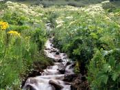 Wildflowers Border a Mountain Stream White River National Forest Colorado