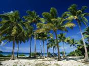 Coconut Palms Taunga Island Vava'u Island Group Tonga