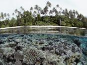 Coral Reef Solomon Islands