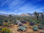 Desert Bloom California Desert Conservation Are