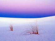 Tranquility White Sands New Mexico