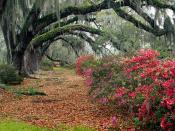 Azaleas and Live Oaks Magnolia Plantation Char