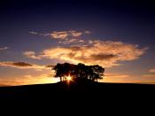 Copse of Trees at Sunrise Scotland