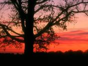 Oak Tree at Dawn Oldham County Kentucky