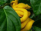 Costa-Rica-Snake