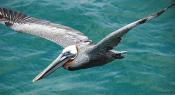 Turks and Caicos Islands  Brown Pelican